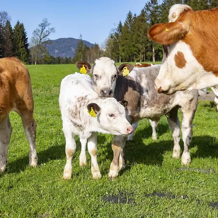 Auszeit Am Bauernhof 公寓