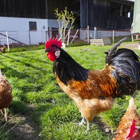 Lejlighed Auszeit Am Bauernhof Schwoich