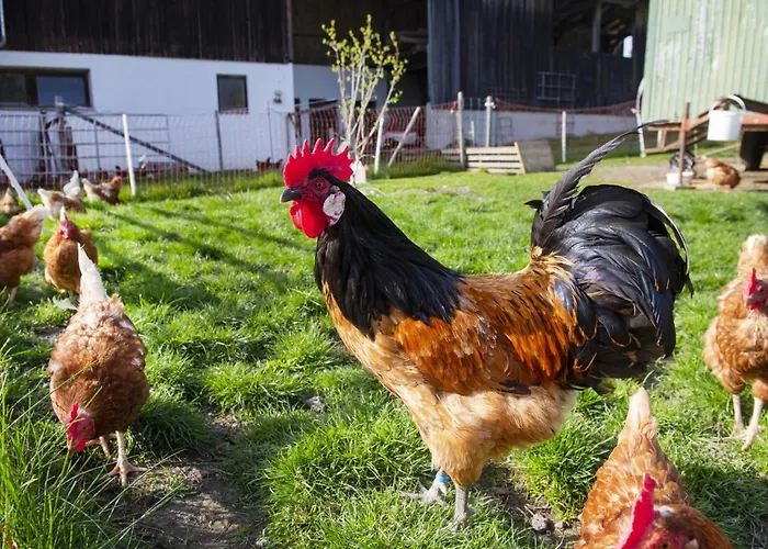 Apartman Auszeit Am Bauernhof Schwoich