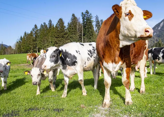 Auszeit Am Bauernhof * Schwoich