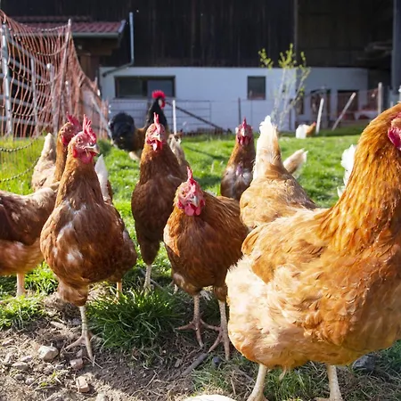 Daire Auszeit Am Bauernhof Schwoich